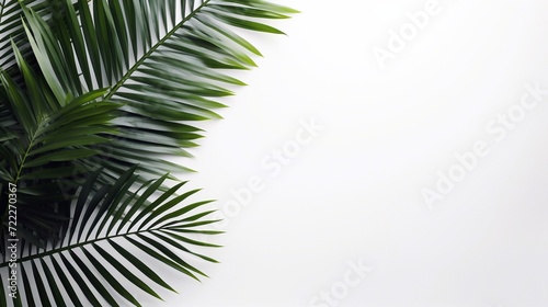 Design element for presentation layout on white background with shadow. Palm leave closeup realistic © vita555