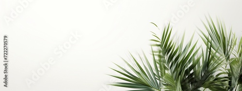 Design element for presentation layout on white background with shadow. Palm leave closeup realistic
