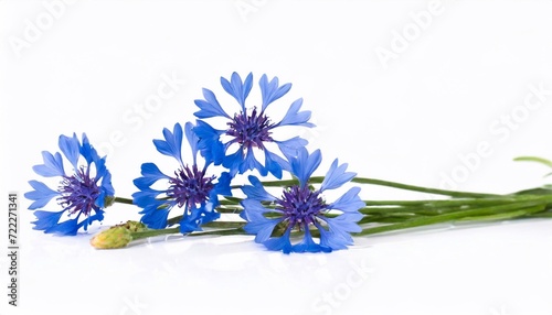 blue cornflowers isolated on white background. studio. photo. photo
