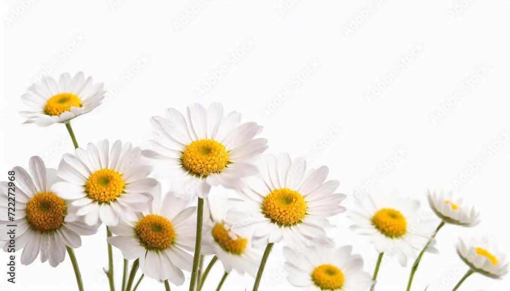 Fototapeta premium White daisies on a white background with copy space for text
