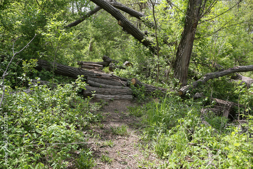 trail