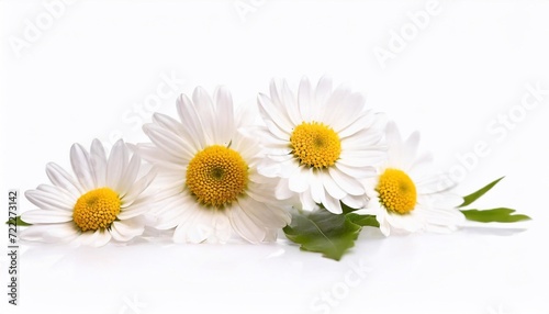 Beautiful daisies on a white background. Studio shot.