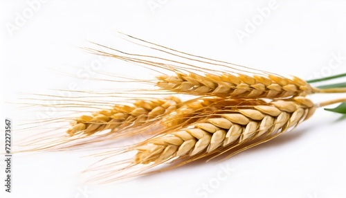 Ears of wheat on a white background, close-up.