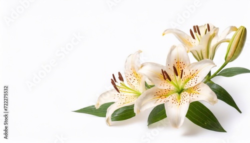 White lily on a white background. Place for your text.