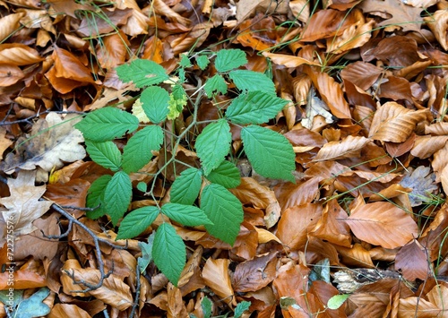 Rubus blackberry with evergreen leaves on an autumn background