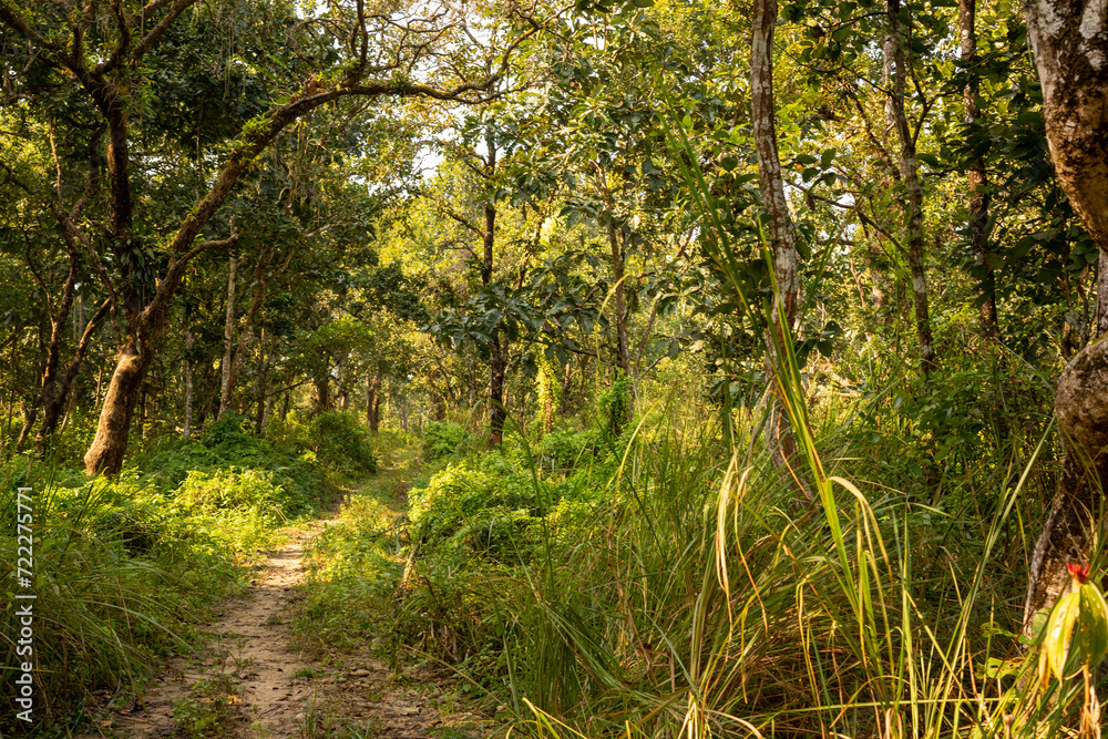 Pathway Through the Forest, Inviting Trail in Chitwan National Park, Nepal. Pathway Through the Forest, Inviting Trail in Chitwan National Park, Nepal.