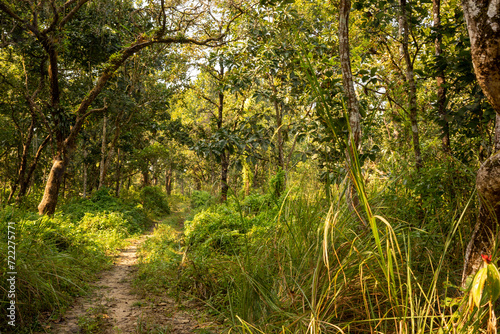 Fototapeta Naklejka Na Ścianę i Meble -  Pathway Through the Forest, Inviting Trail in Chitwan National Park, Nepal.