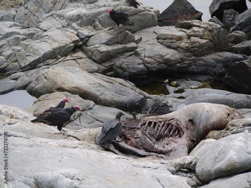 Vulture birds griffin eating a prey seal carcass on the coast of the Pacific Ocean in El Pangue, Chile photo