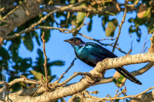 Burchell's starling (Lamprotornis australis) perching in a tree during the day, Kruger National Park, South Africa photo