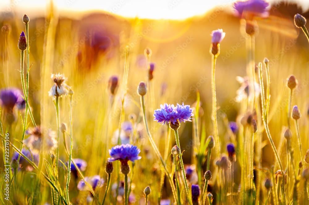 Blooming cornflower. Summer wildflowers at dawn with sun rays and sunbeams.