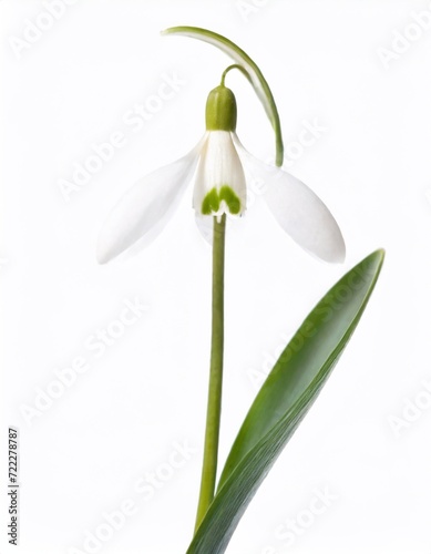 Snowdrop flowers isolated on white background.