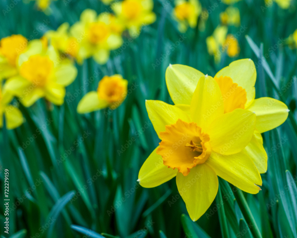 Daffodil Closeup Daffodil Closeup
