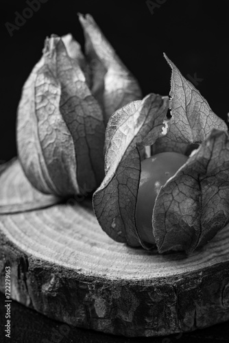 close up of a black and white Physalis on the log