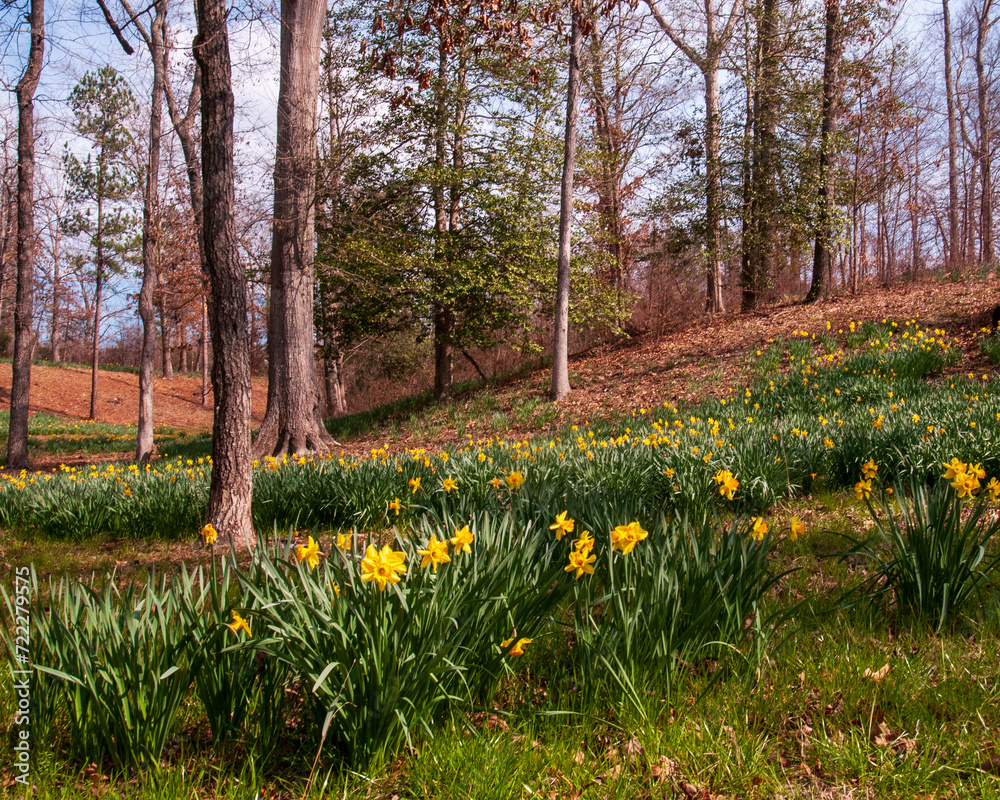 Fototapeta premium Daffodils Growing Among Hardwoods
