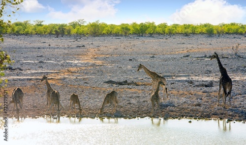 A large herd of 8 Giraffe taking a drink at a waterhole, som have there legs bent and heads down while drinking. photo