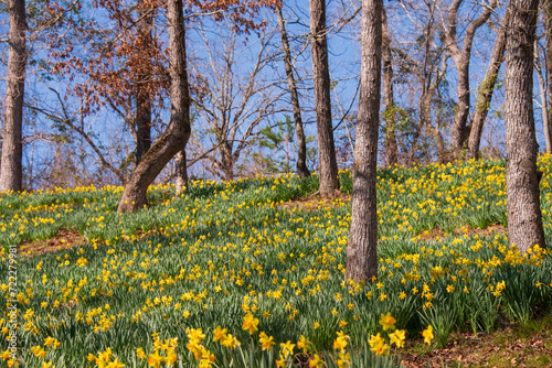 Daffodils Growing Wild