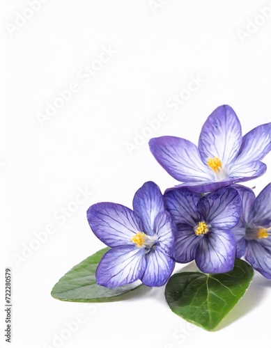 Blue crocus flowers isolated on white background with copy space for text