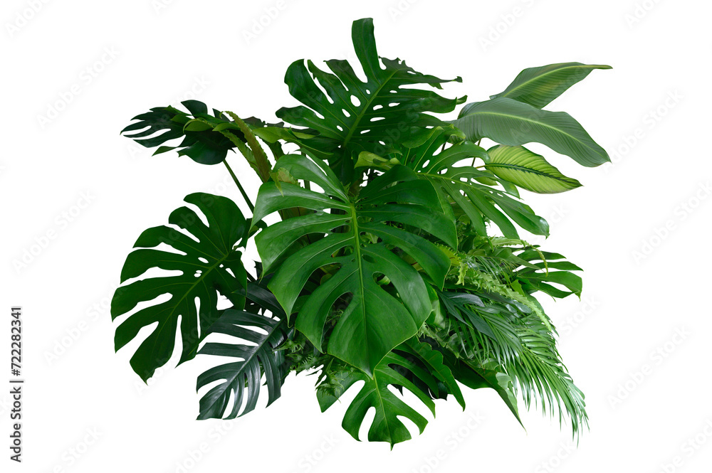Tropical leaves of Asia isolated on transparent background .( monstera, palm, coconut leaf, fern, palm leaf,bananaleaf) PNG