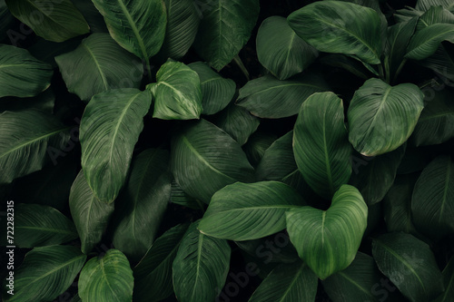 Fototapeta Naklejka Na Ścianę i Meble -  abstract green leaf texture, nature background, tropical leaf	