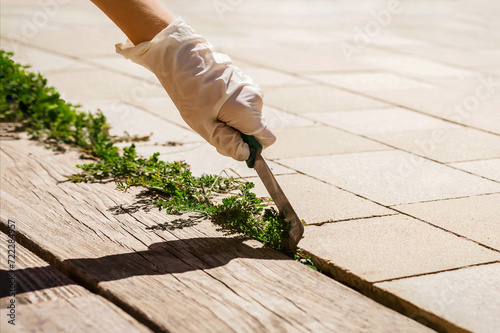 Removing Weed out of Terrace Paving stones in Garden. Maintenance and Care of Garden Pavement Stones. Gardener’s Hand Uprooting Weeds. Copy Space. photo