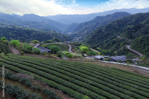 The fresh atmosphere of tea gardens on the hillside in Pinglin, a town famous for tea farms near Taipei Taiwan, with a winding highway on the mountainside & a village in the valley on a spring morning photo