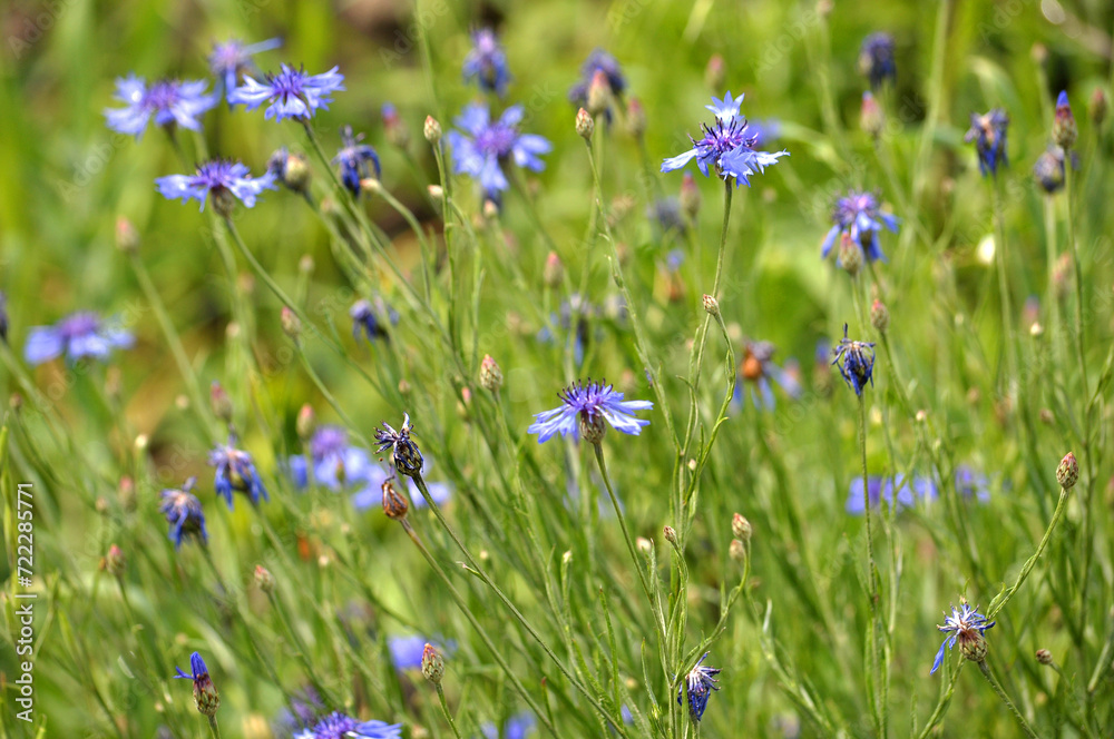 Blue cornflower (Centaurea cyanus) blooms in the field Blue cornflower (Centaurea cyanus) blooms in the field