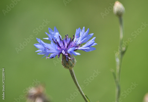 Blue cornflower (Centaurea cyanus) blooms in the field