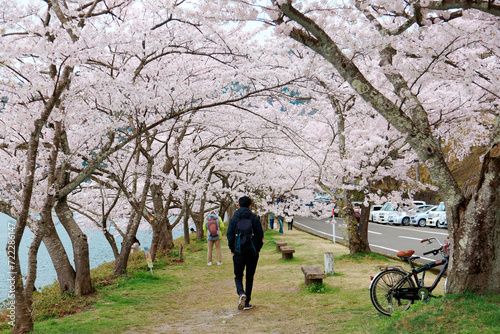 Wallpaper Mural Tourists walking under a romantic archway of Sakura trees near Kaizu Osaki by Biwa Lake in Makino, Takashima, Shiga Prefecture, Japan~Hanami (admiring cherry blossoms) is a popular activity in spring Torontodigital.ca