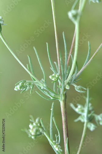 A type of wormwood grows in nature - Artemisia marshalliana © orestligetka