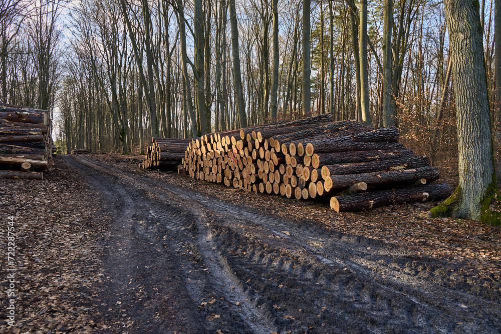 Drewno w lesie gotowe do transportu