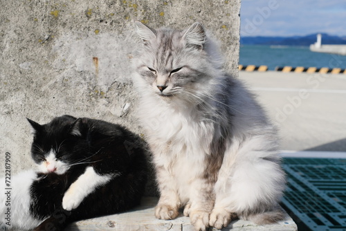ネコ　冬　宮城県石巻市田代島　Cat Winter Tashirojima, Ishinomaki, Miyagi