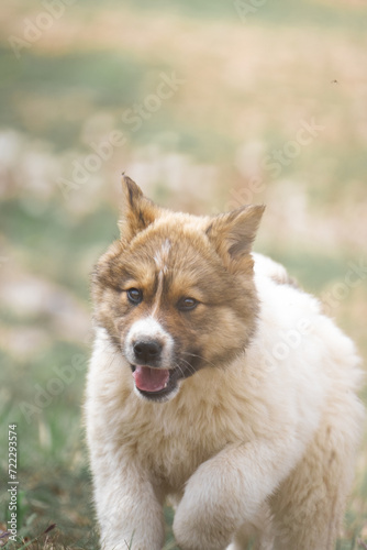 Cute Caucasian Owtscharka puppy running down a hill 400mm close up photo