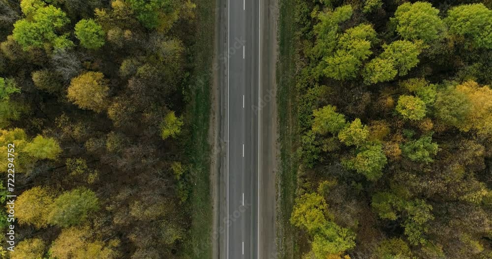 One Semi Truck with white trailer and cab driving, traveling alone on dense flat autumn yellow forest asphalt straight road, highway top down view follow vehicle aerial footage. Freeway trucks traffic