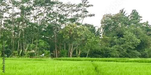 expanse of rice fields with green rice in the agricultural area of ​​residents of the mountainous area