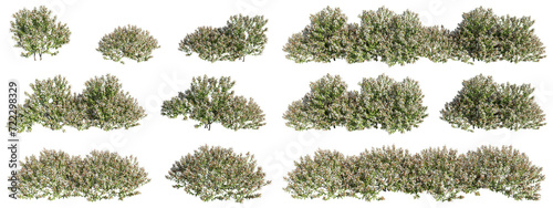 Fotografia set of colorful flowering shrubs, cutout 3D rendering image with transparent bac