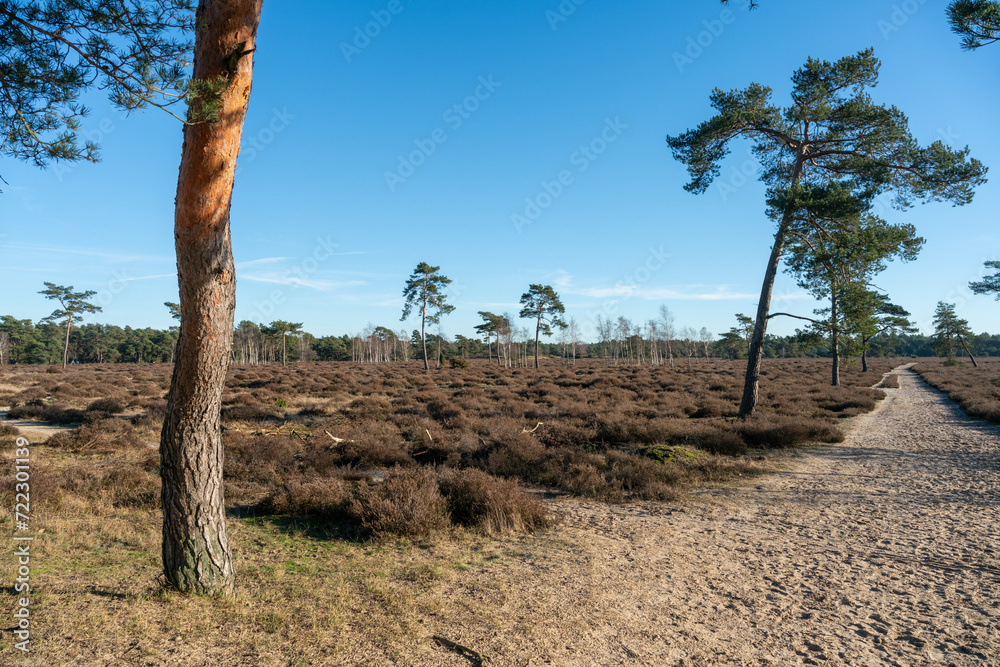 Pine trees growing on Zandverstuiving (sandy patch) Haere Doornspijk close to 't Harde on the Veluwe in The Netherlands. Pine trees growing on Zandverstuiving (sandy patch) Haere Doornspijk close to 't Harde on the Veluwe in The Netherlands.