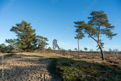 Pine trees growing on Zandverstuiving (sandy patch) Haere Doornspijk close to 't Harde on the Veluwe in The Netherlands. photo