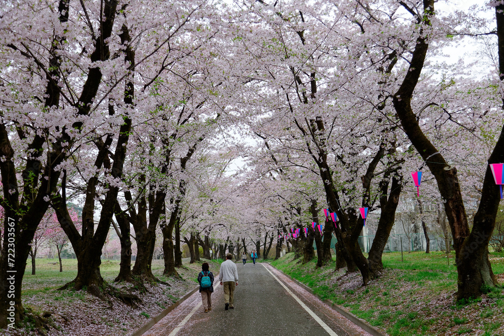 A leisure walk & Hanami (admiring cherry blossoms) under a romantic archway of Sakura trees with fallen petals on the path on a spring morning in Akaginanmen Senbon-zakura Park, Maebashi, Gunma, Japan A leisure walk & Hanami (admiring cherry blossoms) under a romantic archway of Sakura trees with fallen petals on the path on a spring morning in Akaginanmen Senbon-zakura Park, Maebashi, Gunma, Japan