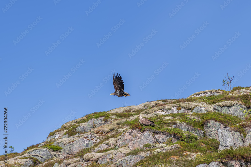Amidst the serene Lofoten Islands, a white-tailed eagle is captured mid-flight, its powerful wings spread wide, as another stays perched on the rocky hillside
