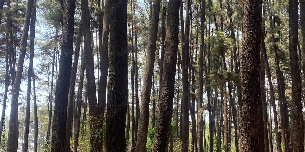 pine forest with tall and dense trees under a clear afternoon sky