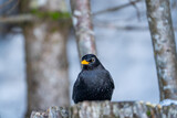 Blackbird during winter