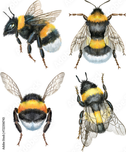 Bumblebees watercolor illustration. Watercolor painting art. Hand painted.