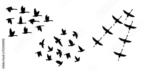 Black silhouettes of flying birds on a white background. Three different types of bird groups