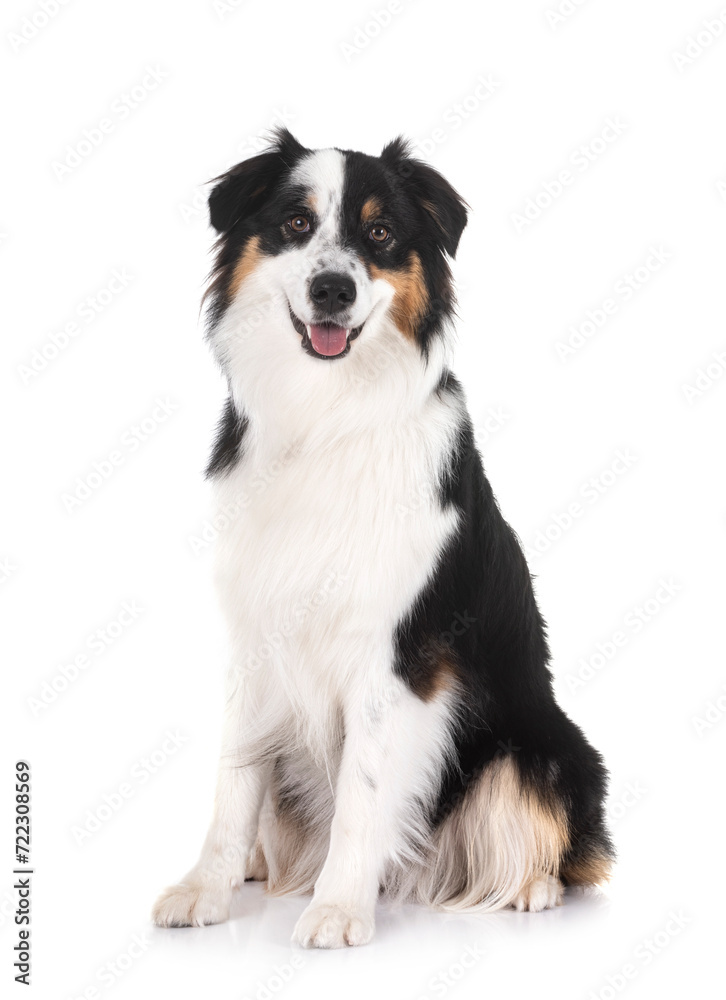 Miniature American Shepherd