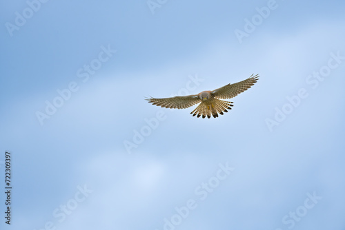 Close-up of the bird with all its wings spread  suspended in the sky. Kestrel close-up. Bird in flight.  Bird of prey flying with spread wings in autumn nature. European kestrel  Falco tinnunculus. Wi