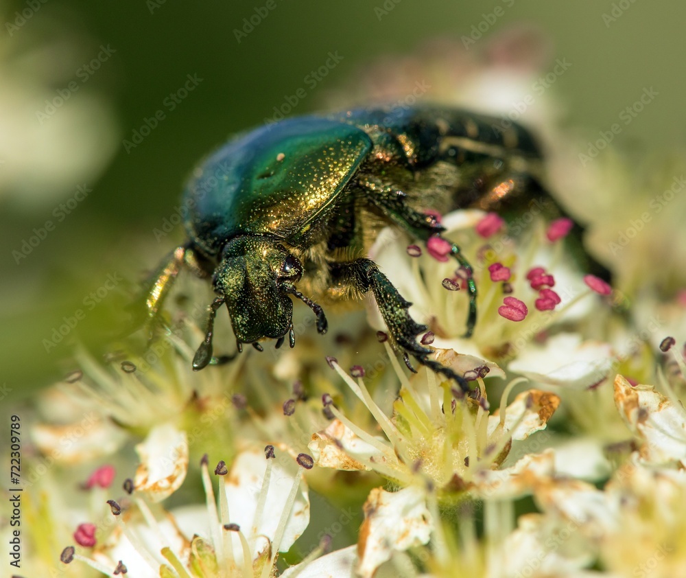 Fototapeta premium Green Rose Chafer, in latin Cetonia Aurata