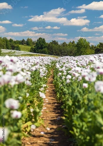 Flowering opium poppy field with pathway