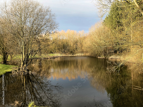 reflection of trees in the water