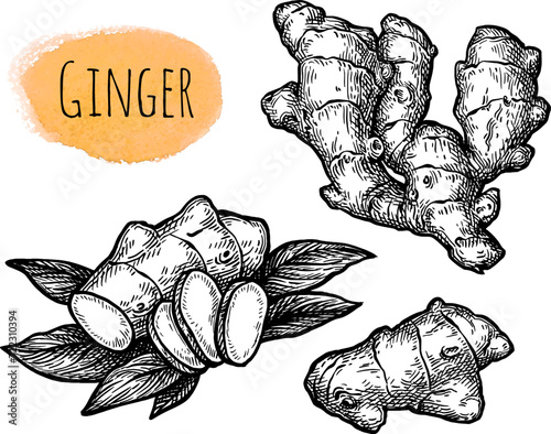 Fresh ginger root ink sketch. photo