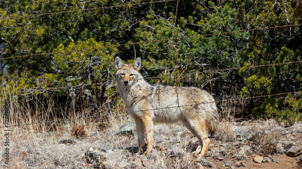 Obraz premium large coyote behind barbed wire 